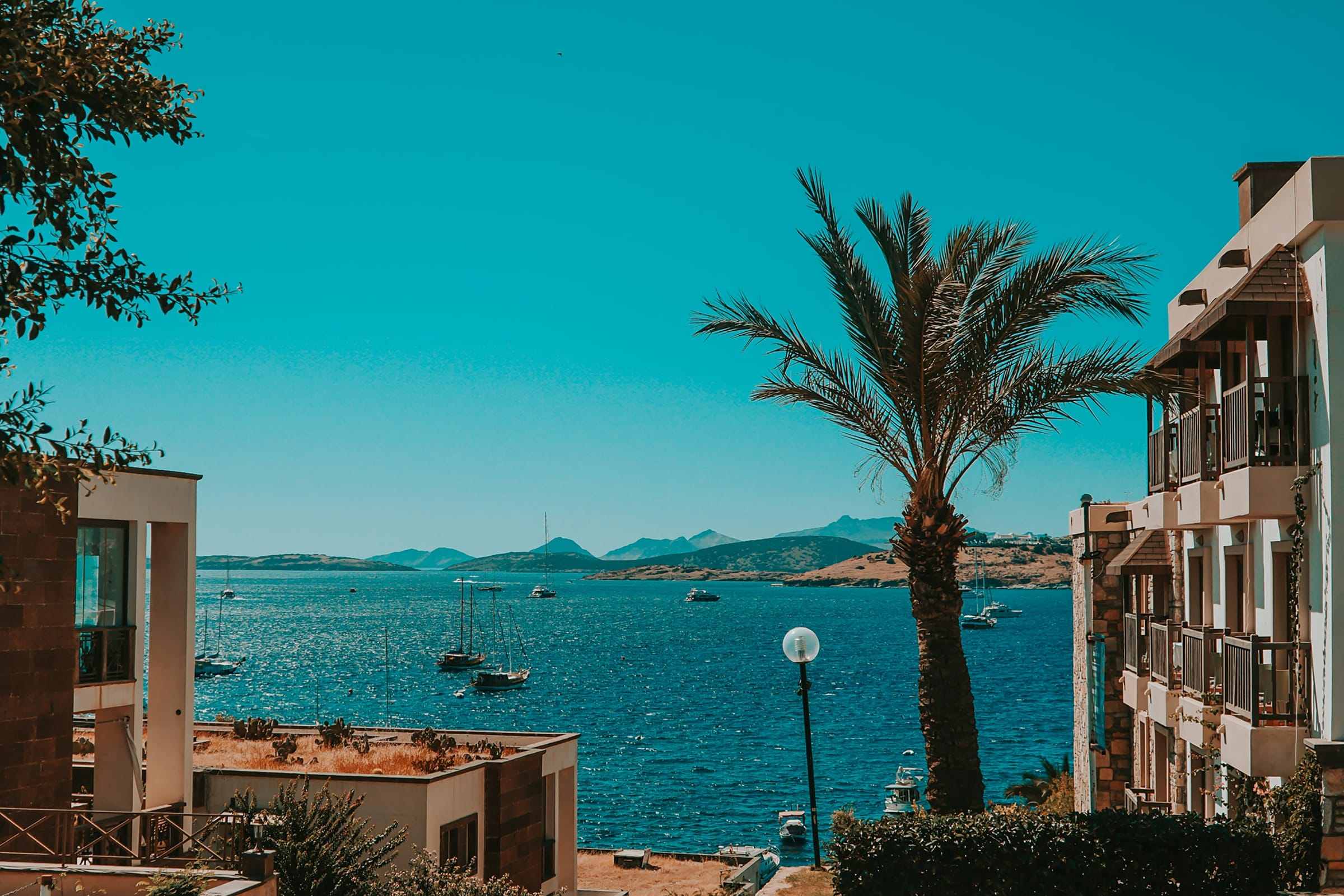 Palm-lined waterfront with boats in the harbour