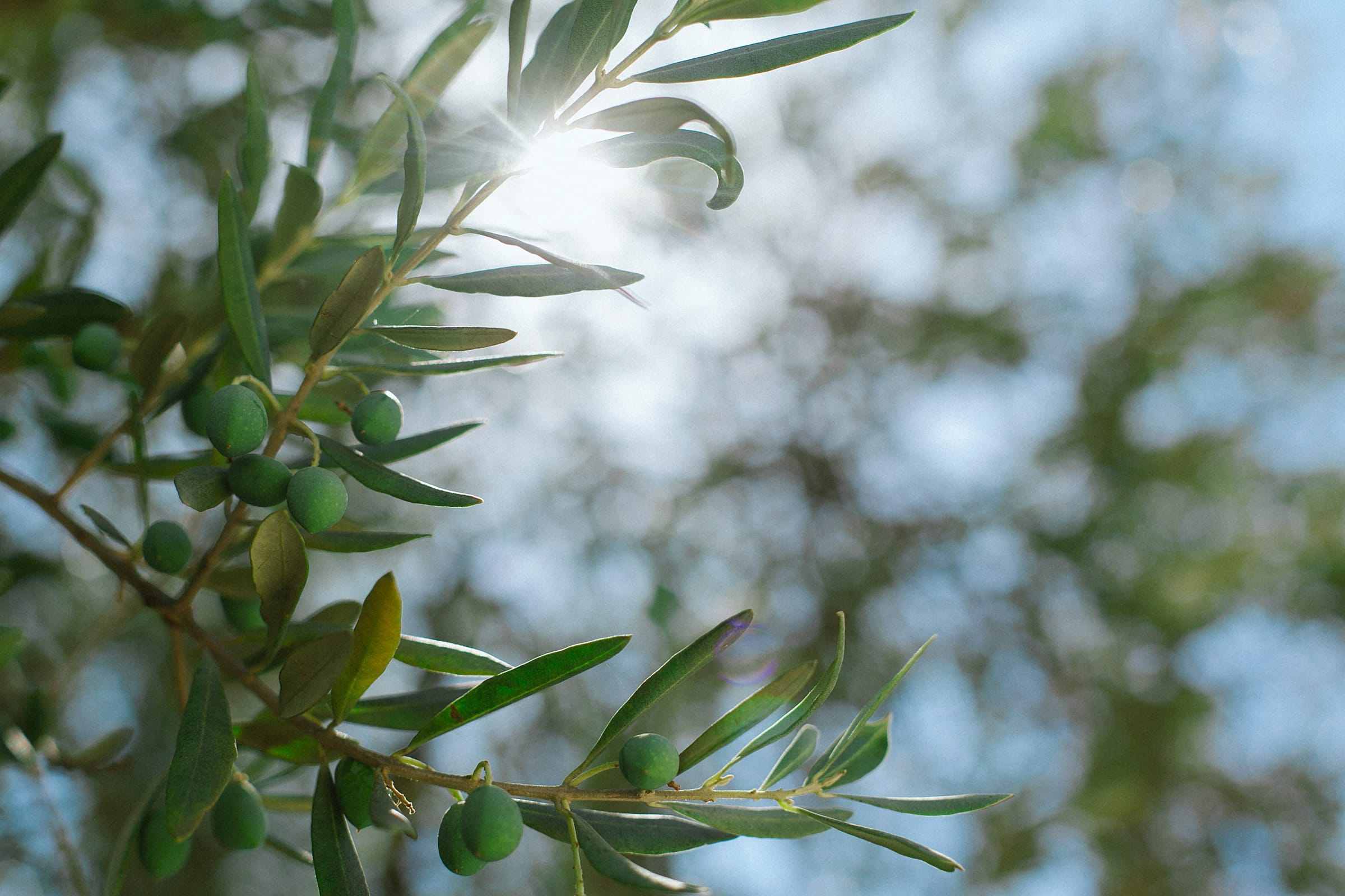 An olive branch with fruit